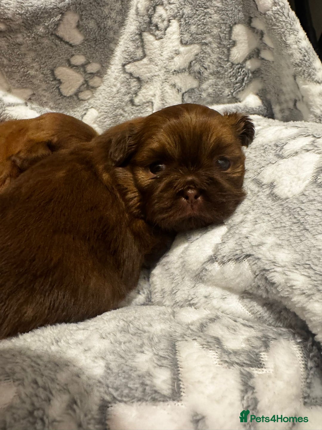 Shih Tzu dogs for sale: Chocolate imperial shihtzu puppies - Advert 6