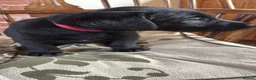 Labrador Retriever dogs for sale: Gordon in Marlborough - Advert 7