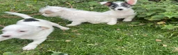 Jack Russell dogs for sale: Jack Russell  - Advert 4