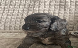 Cockapoo dogs for sale: Beautiful cockapoo puppies - Image 17
