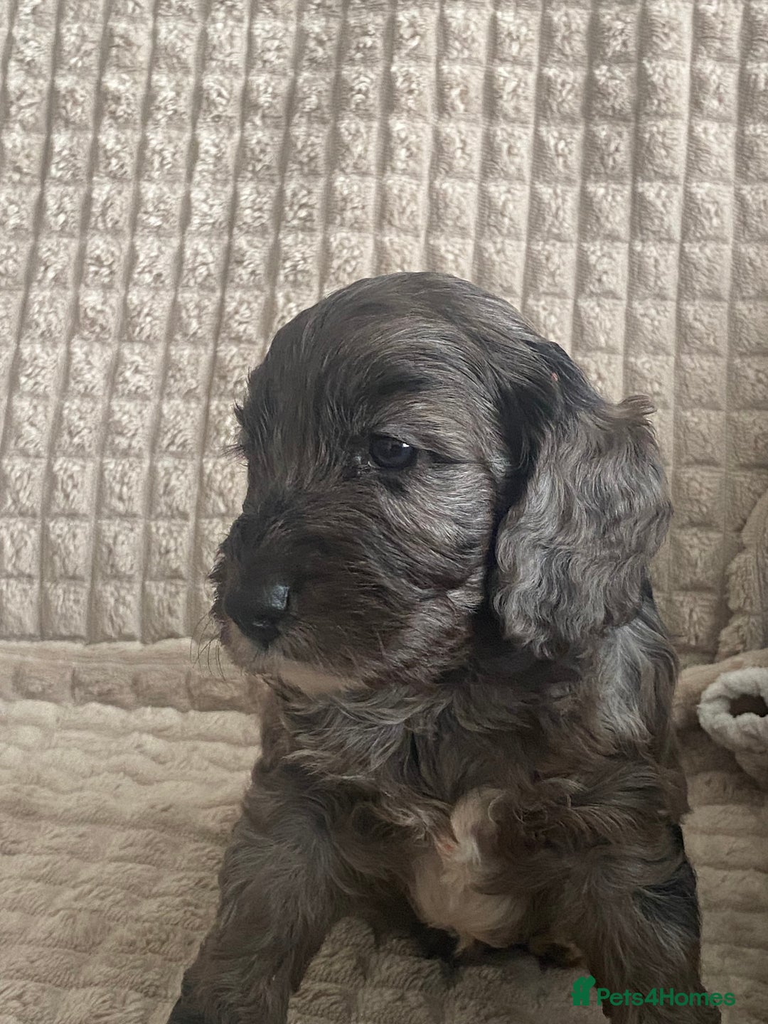 Cockapoo dogs for sale: Beautiful cockapoo puppies - Image 17