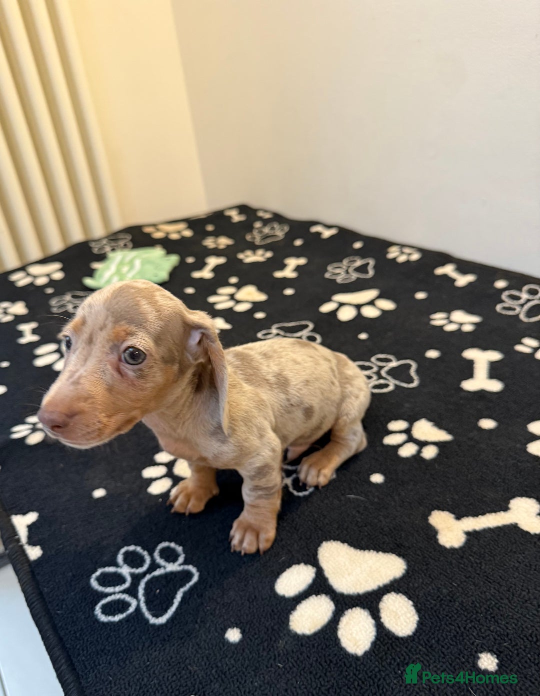 Miniature Dachshund dogs for sale: Beautiful smoothed haired miniature Dachshunds - Advert 11