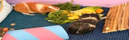 Guinea Pig rodents for sale: Bonded female guinea pigs for sale with cage - Advert 5