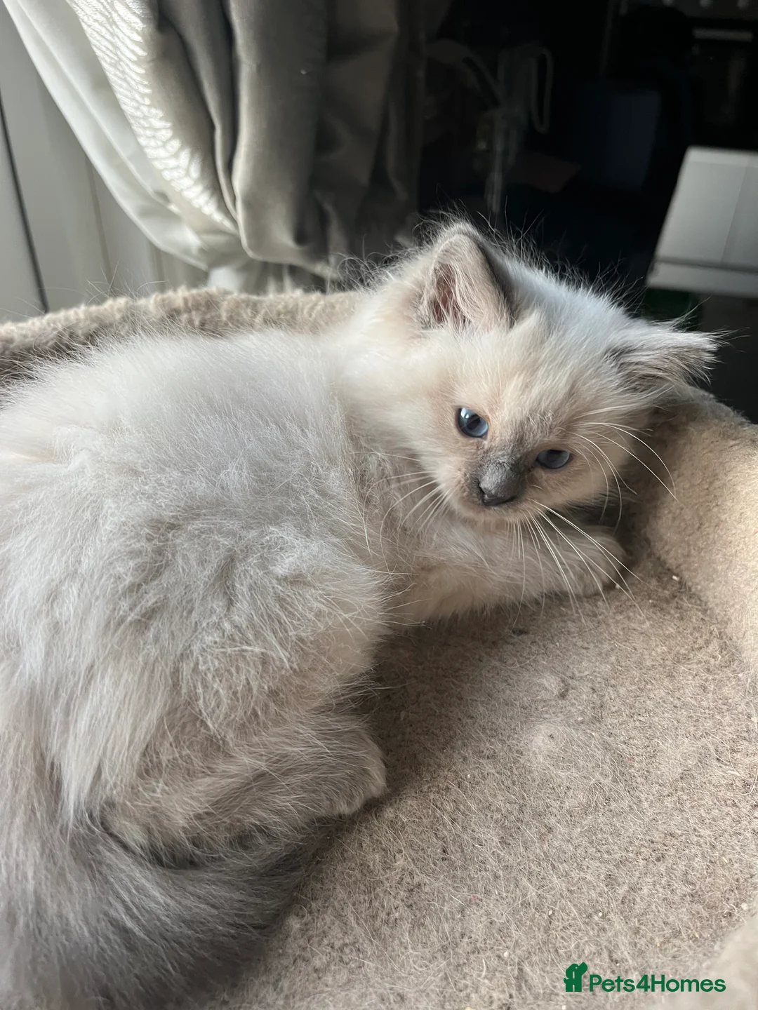 Ragdoll cats for sale: Gorgeous male ragdoll kittens  - Advert 2
