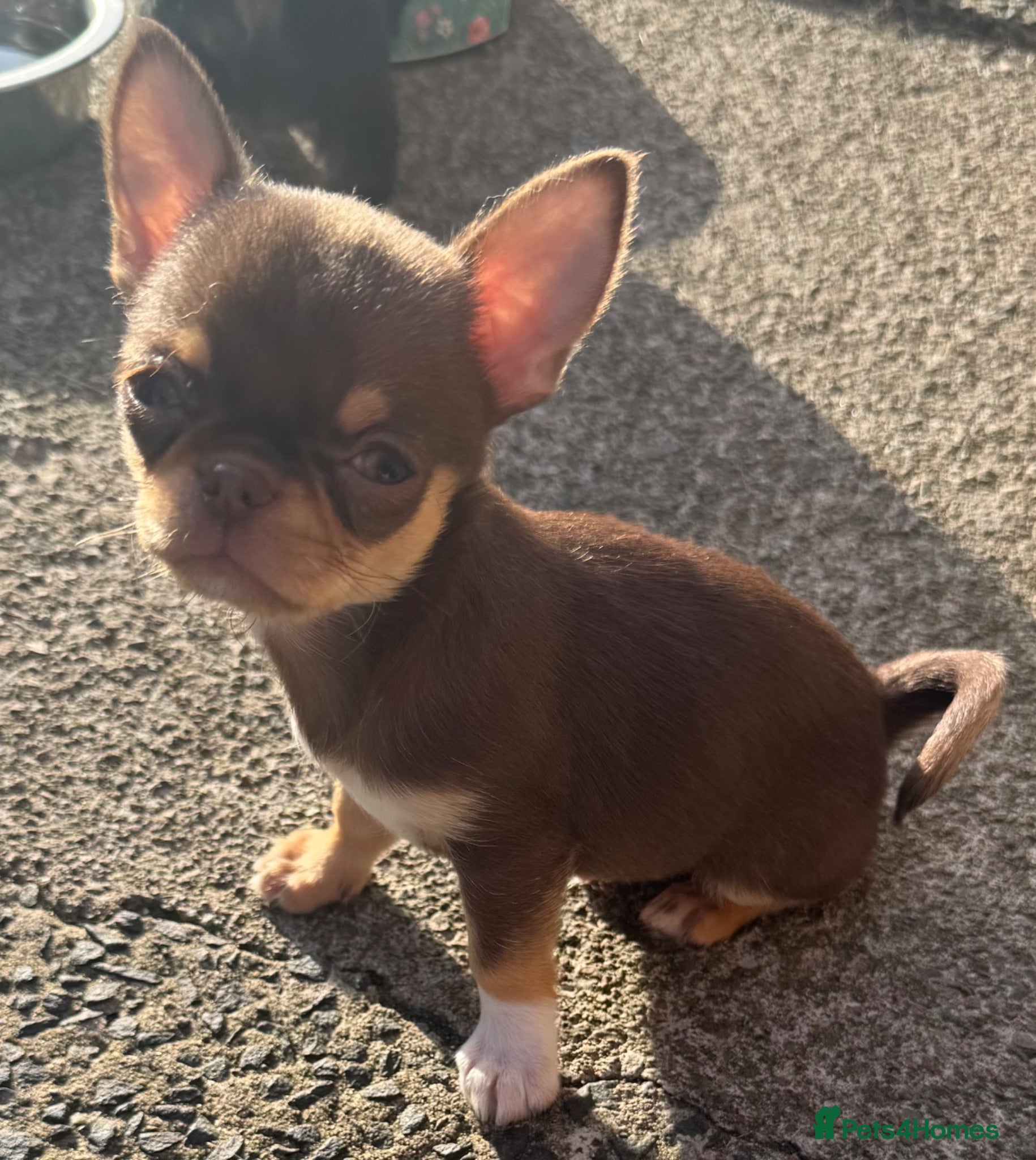 Chihuahua dogs Kc male long coat chihuahua puppies.  - Advert 20