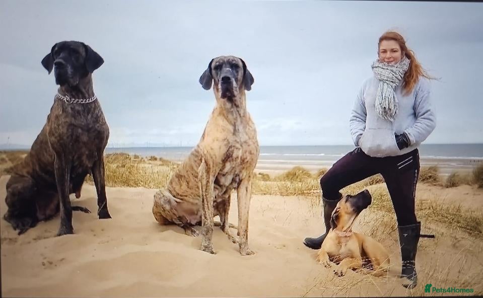Great Dane dogs Only 1 girl left - Stunning Brindle Great Dane pup - Advert 1
