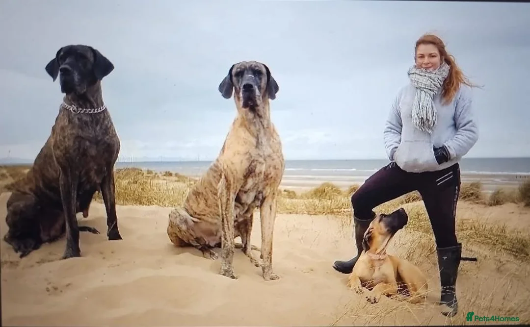 Great Dane dogs for sale: Only 1 girl left - Stunning Brindle Great Dane pup - Advert 1