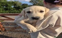Labrador Retriever dogs for sale: Kc registered Labrador puppies  - Image 7