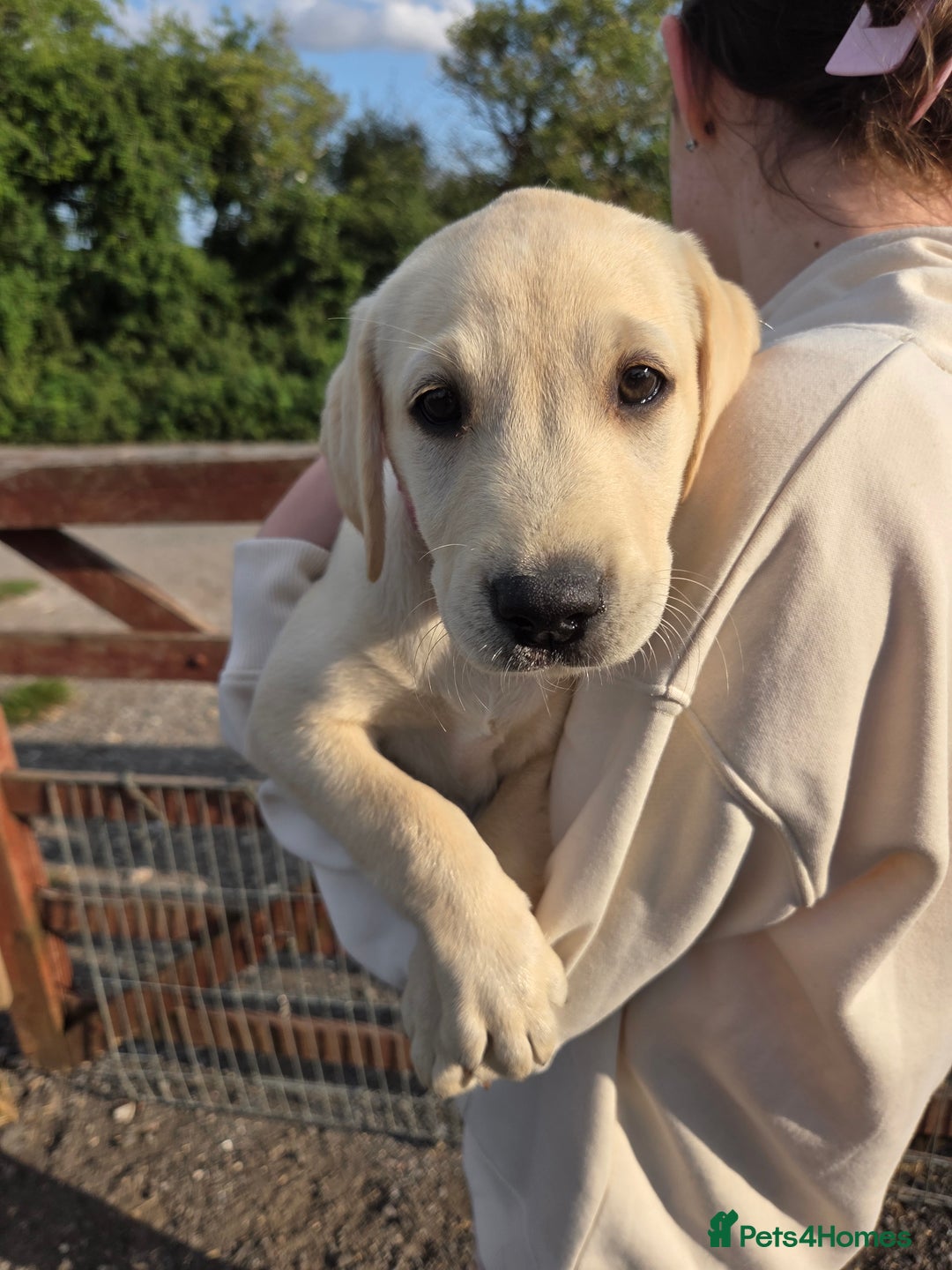 Labrador Retriever dogs for sale: Kc registered Labrador puppies  - Image 7