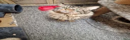 Maine Coon cats for stud: DENVER offered for stud services in Southampton - Advert 4