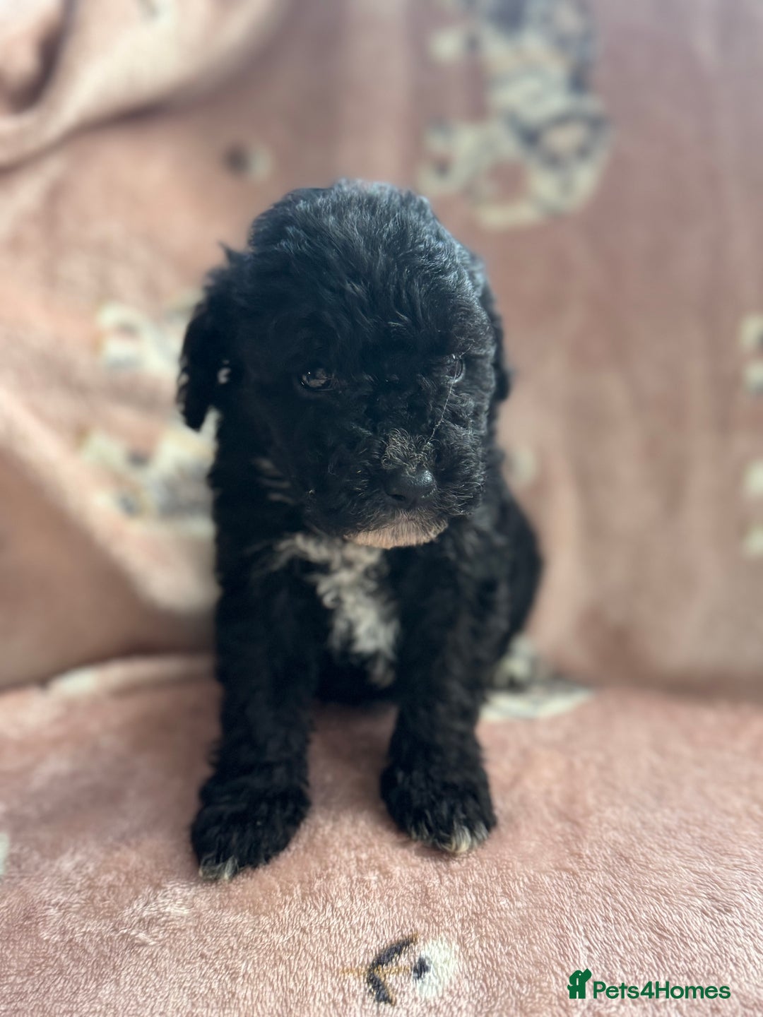 Sheepadoodle dogs for sale: Micro mini Sheepadoodle  - Image 15