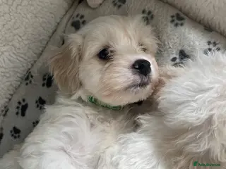 Cavapoo dogs Beautiful Cavapoo puppies *** last boy available * - Advert 12