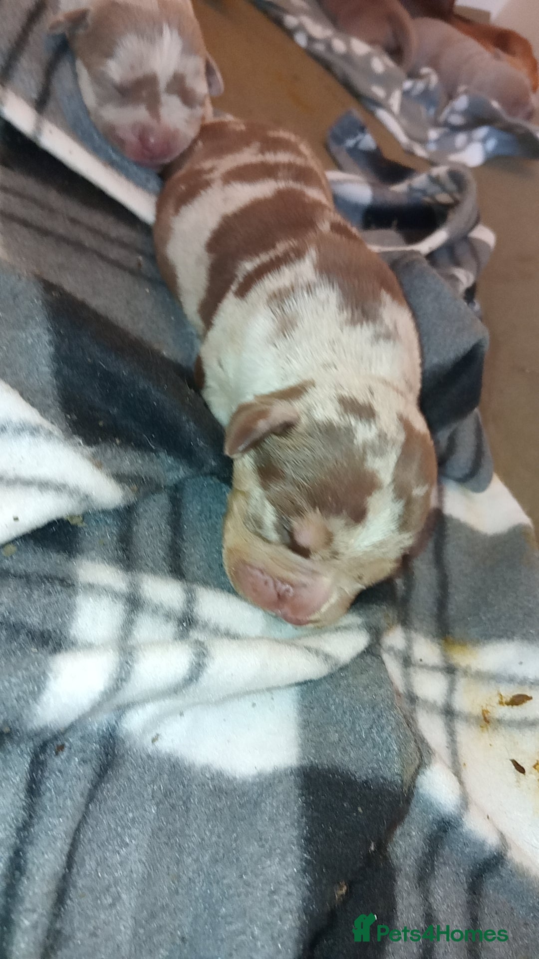 Mixed Breed dogs for sale: Rotterbulls - Image 7