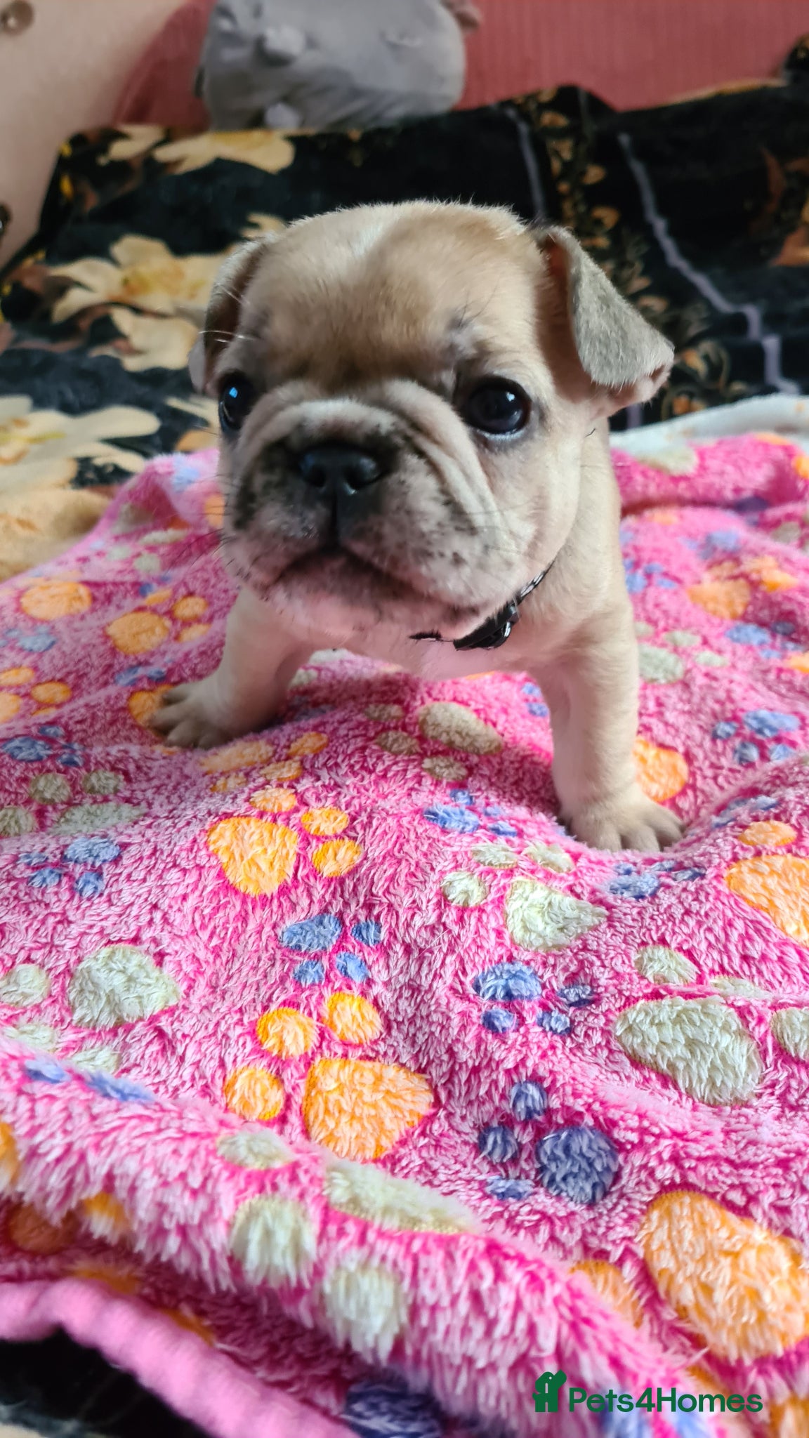 French Bulldog dogs for sale: French bulldog - Advert 2