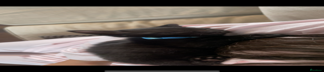 Boy kitten 🐈‍⬛ 