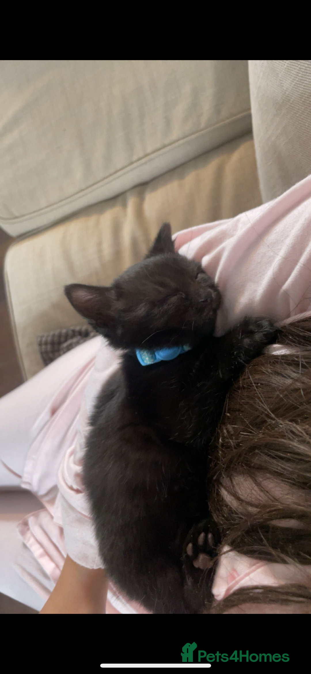 British Shorthair cats for sale: Adorable kitten& cat  - Image 2