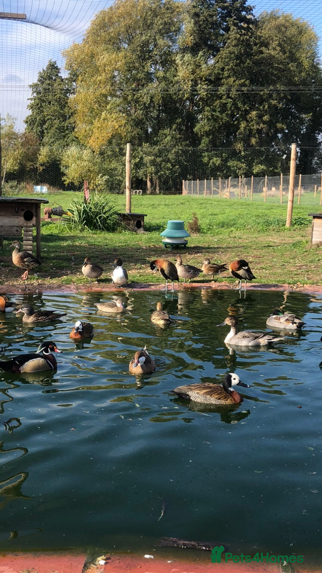 Mixed Breed birds for sale: Ornamental ducks and geese for sale - Image 9