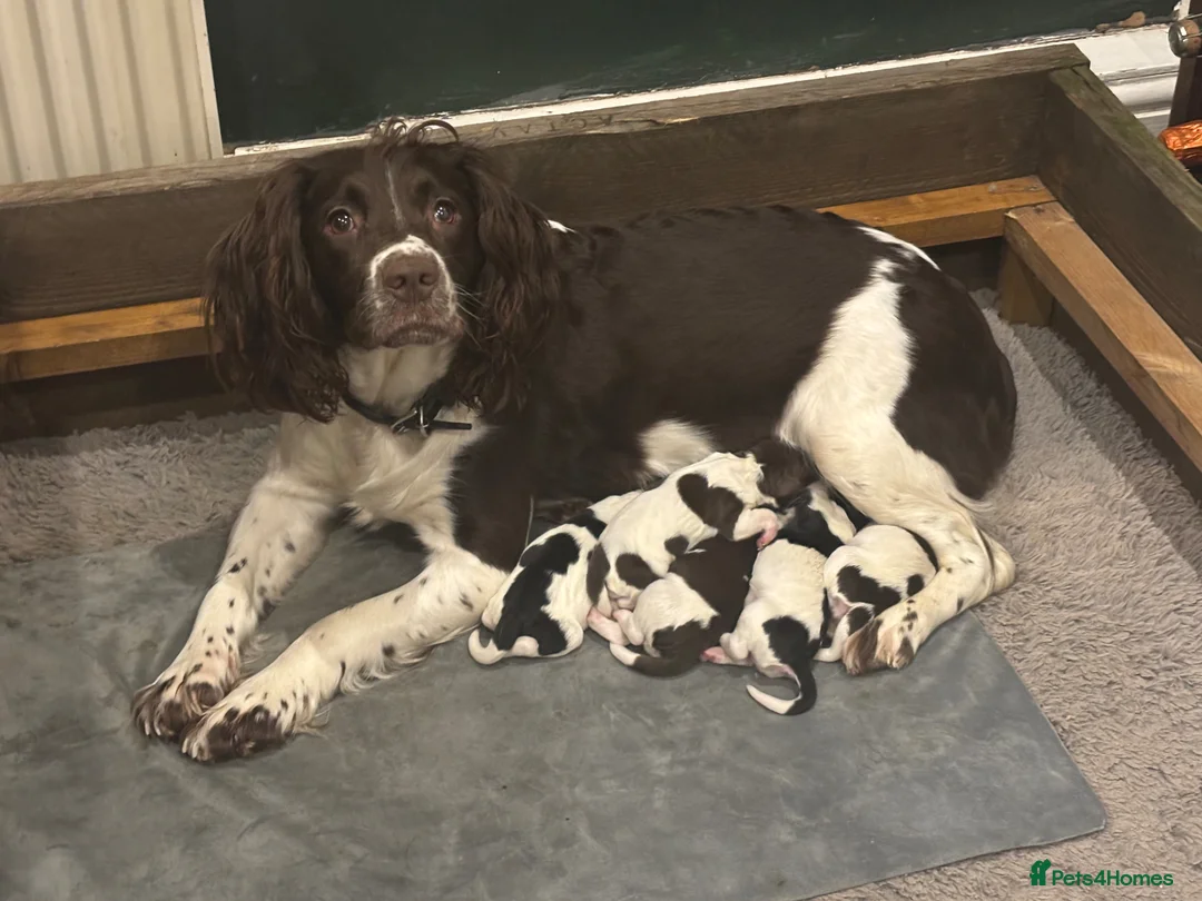 English Springer Spaniel dogs for sale: Quality springer spaniel puppies  - Advert 1
