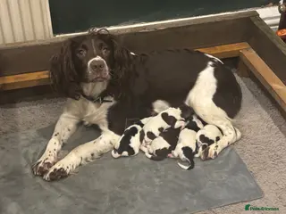 English Springer Spaniel dogs Quality springer spaniels puppies - Advert 1