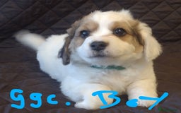 Jack Russell dogs for sale: Beautiful jack Russell puppies  - Image 10