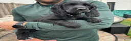 Cocker Spaniel dogs for sale: Black Cocker Spaniel Puppies - Advert 2