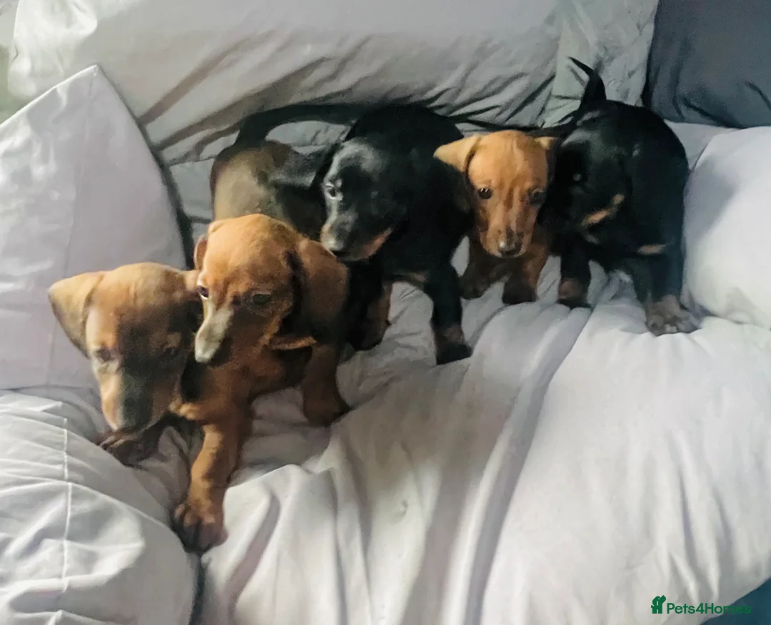 Dachshund dogs for sale: Miniature dachshund  - Advert 7