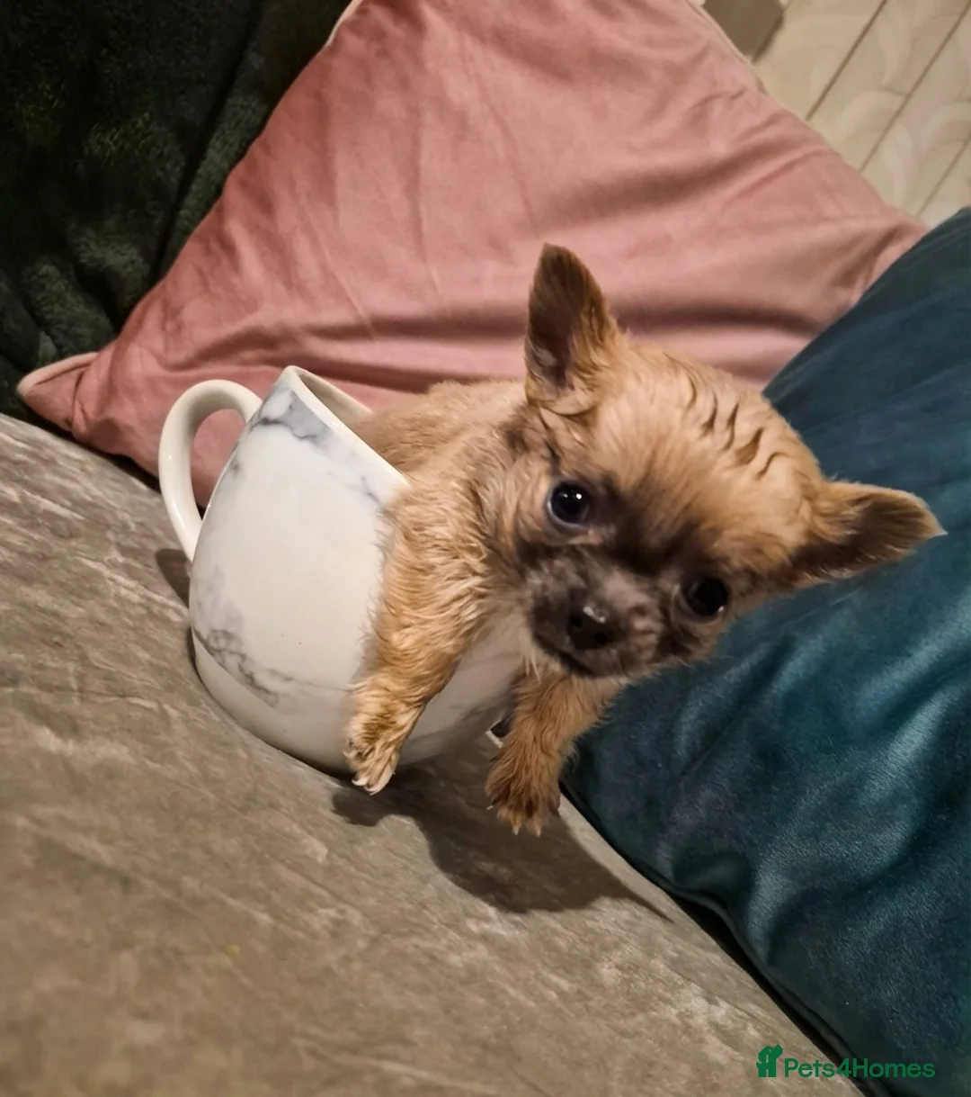 Chihuahua dogs for sale: Pure Chihuahua puppies  - Advert 9