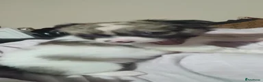 Chihuahua 4