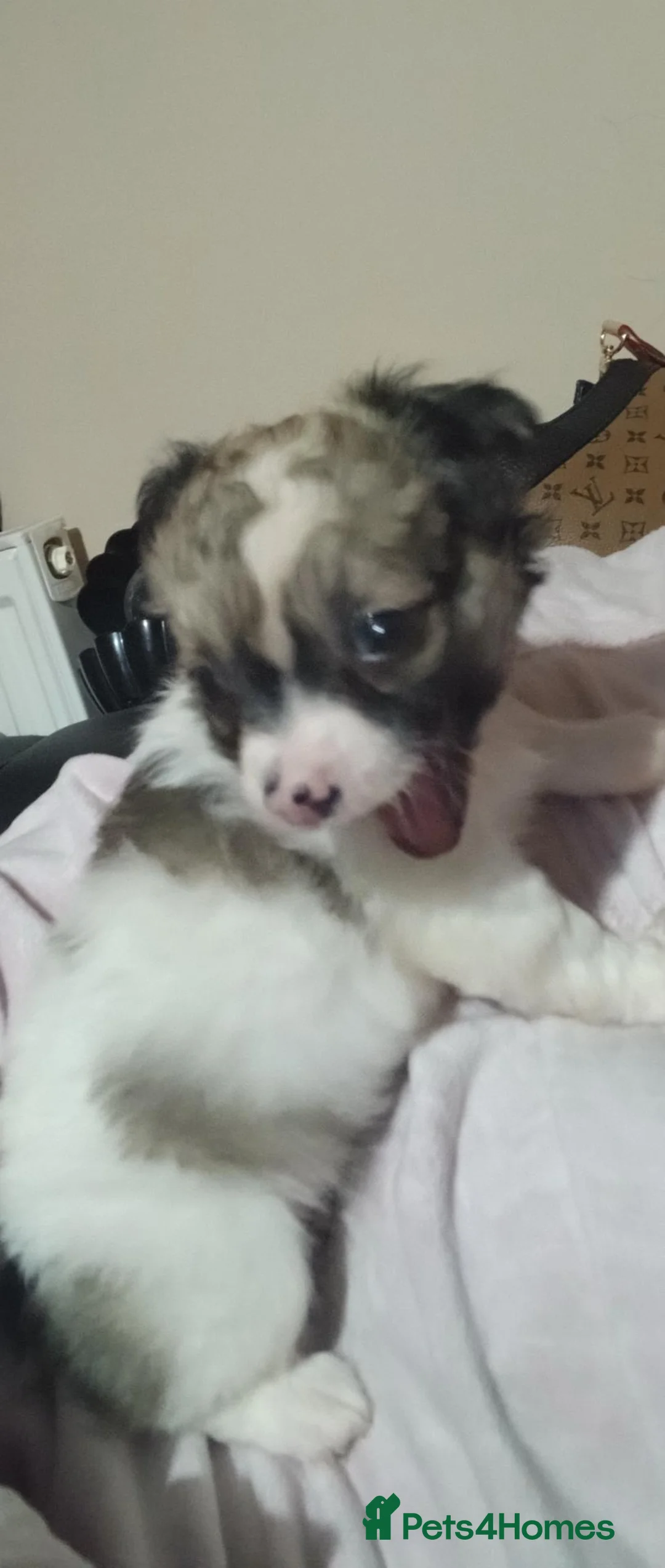 Chihuahua dogs for sale: Long haired  - Advert 2