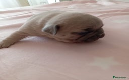 French Bulldog dogs for sale: Platinum cream velvet french bulldogpup 4 week old - Image 17
