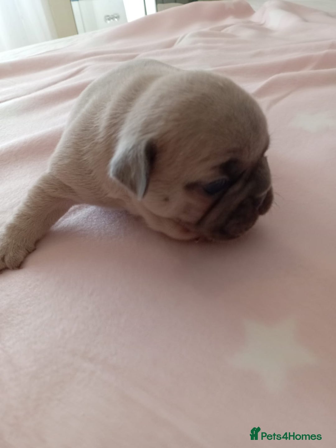 French Bulldog dogs for sale: Platinum cream velvet french bulldogpup 4 week old - Image 17