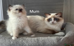 Ragdoll cats for sale: Attention🎈Rare Kitten  - Image 5