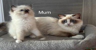 Ragdoll cats - Advert 7