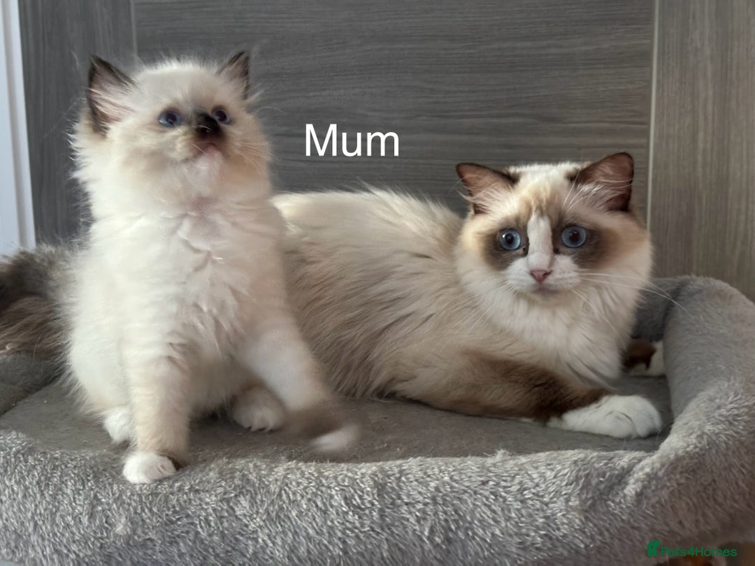 Ragdoll cats for sale: Attention🎈Rare Kitten  - Image 5