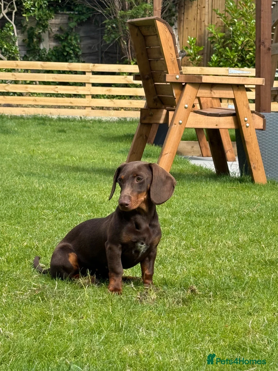 Miniature Dachshund dogs for sale: 6 month old miniature daschunds called Jessy - Advert 1