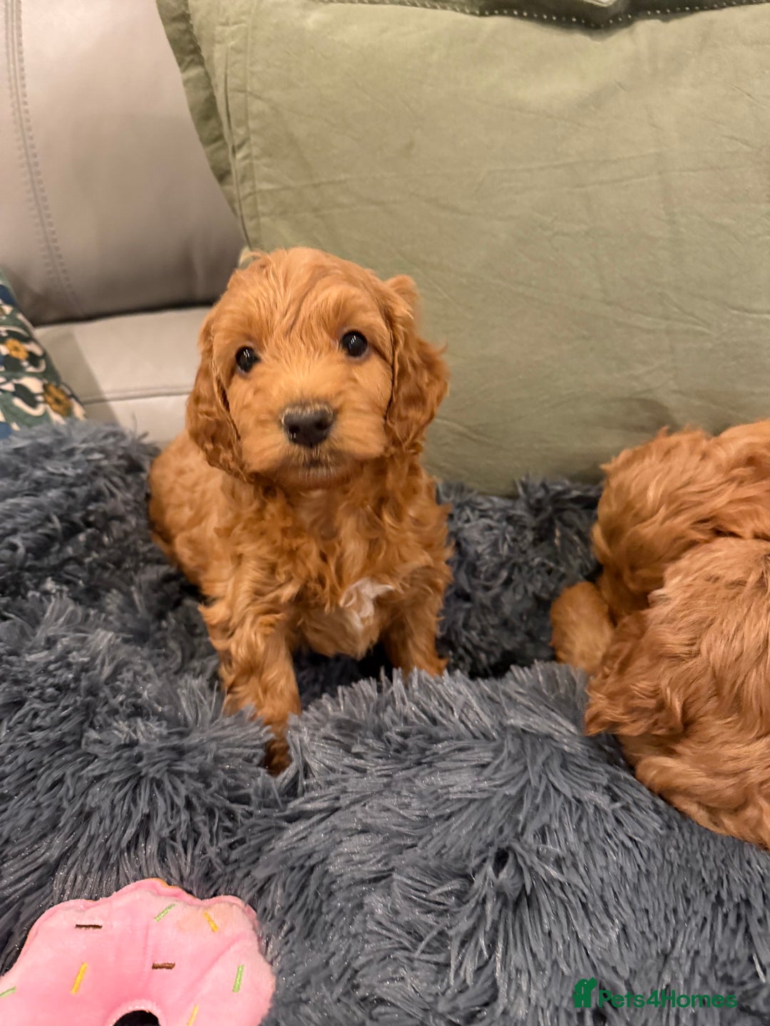 Cockapoo dogs for sale: MINI F1b COCKAPOO Puppies - Advert 8