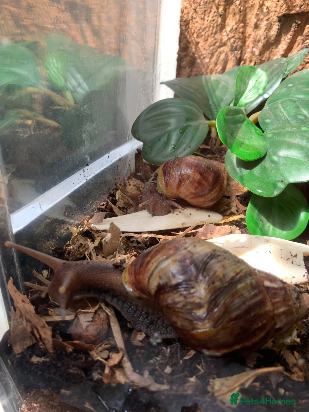 Snails invertebrates for sale: Giant African Land snails for sale  - Advert 1