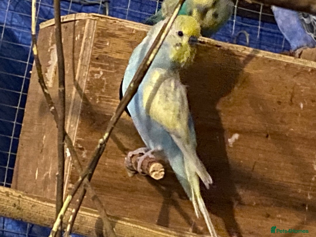 Budgerigars birds for sale: 3 boy budgies for sale  - Advert 5