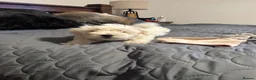 Maltese dogs for sale: Maltese female puppy - available!!! - Advert 3