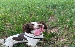 English Springer Spaniel dogs for sale: Working English springer spaniel - Image 1