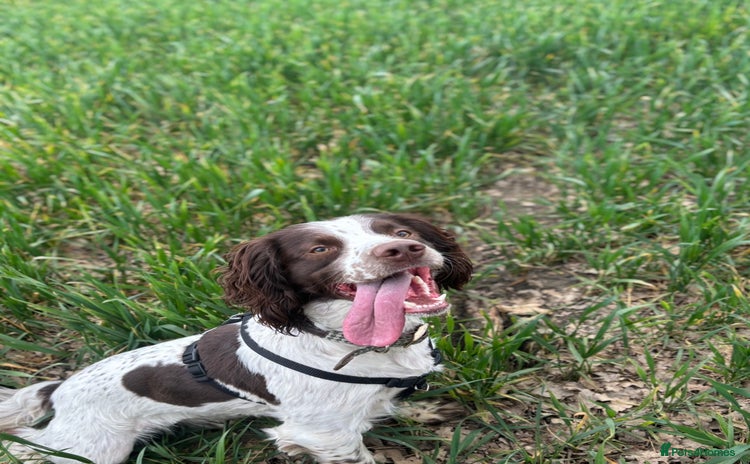 English Springer Spaniel dogs - Advert 1