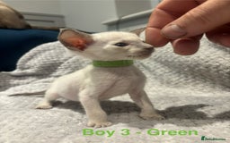 Siamese cats for sale: ✨Gorgeous GCCF registered kittens✨ - Image 7