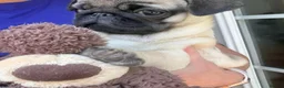 Pug dogs for sale: Fawn and black pug ready now in Liverpool - Advert 9