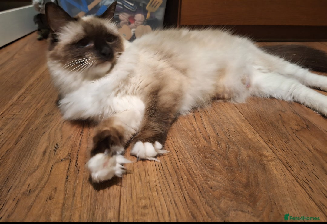 Ragdoll cats for sale: Ragdoll kittens  - Image 10