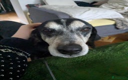 Mixed Breed dogs for adoption: Phoenix mature older boy  - Advert 2