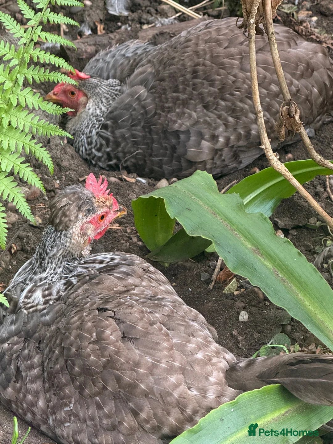 Chickens poultry for sale: Cream legbar hens in Newark - Advert 1