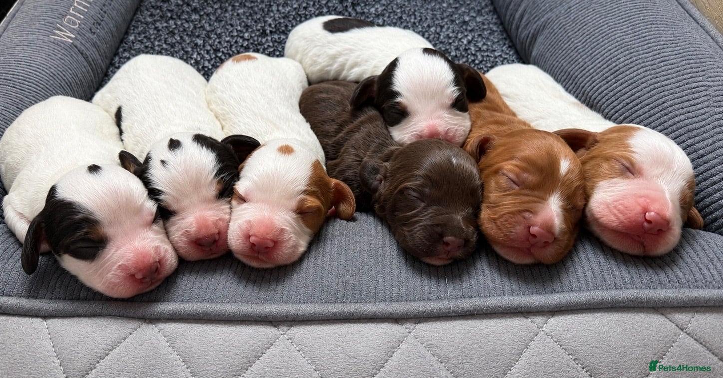 Cocker Spaniel dogs Working cocker spaniel Puppies  - Advert 1