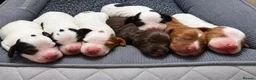 Cocker Spaniel dogs for sale: Working cocker spaniel Puppies  - Advert 1