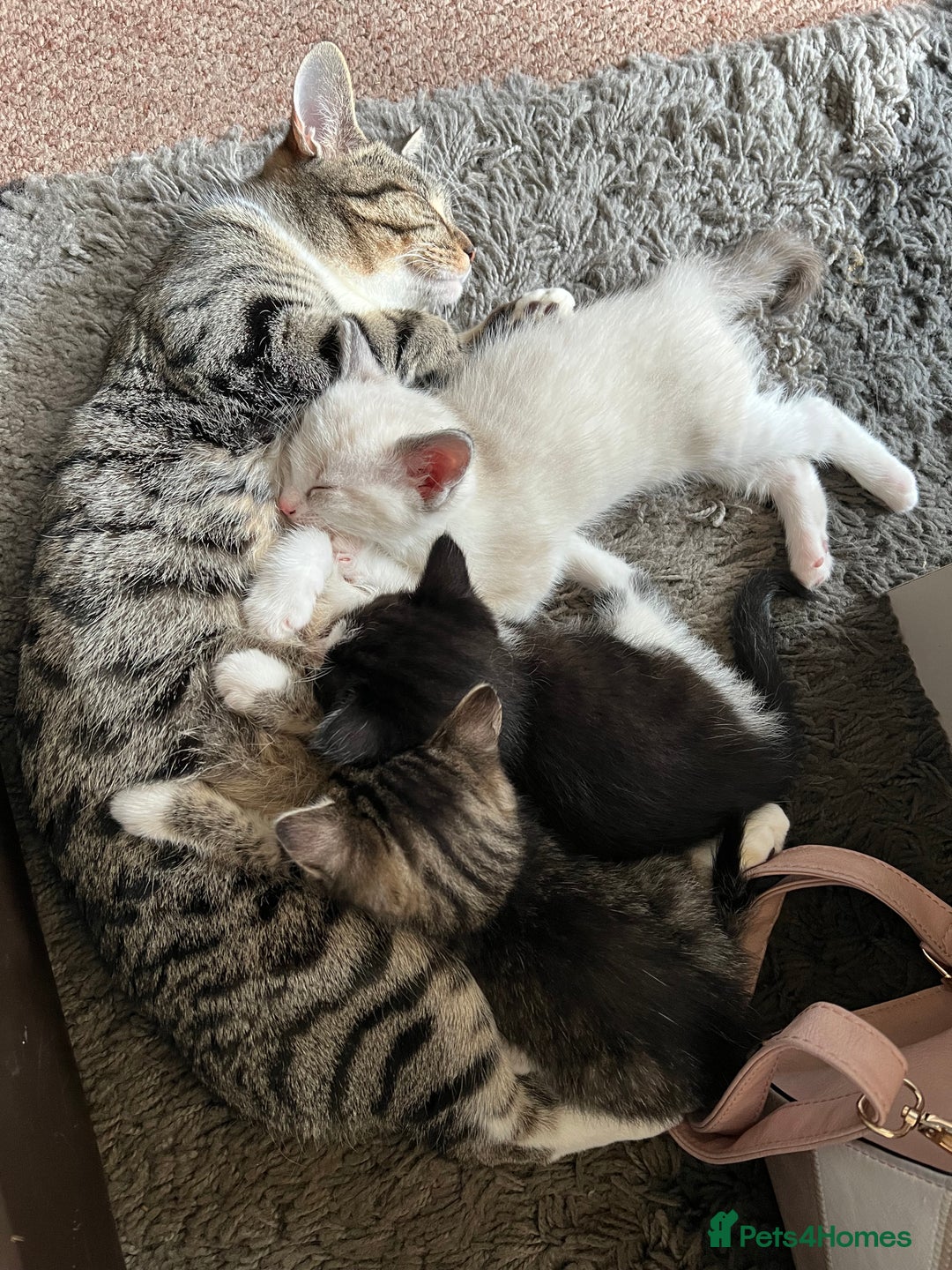 Ragdoll cats for sale: 4 ragdoll cross kittens  - Image 6