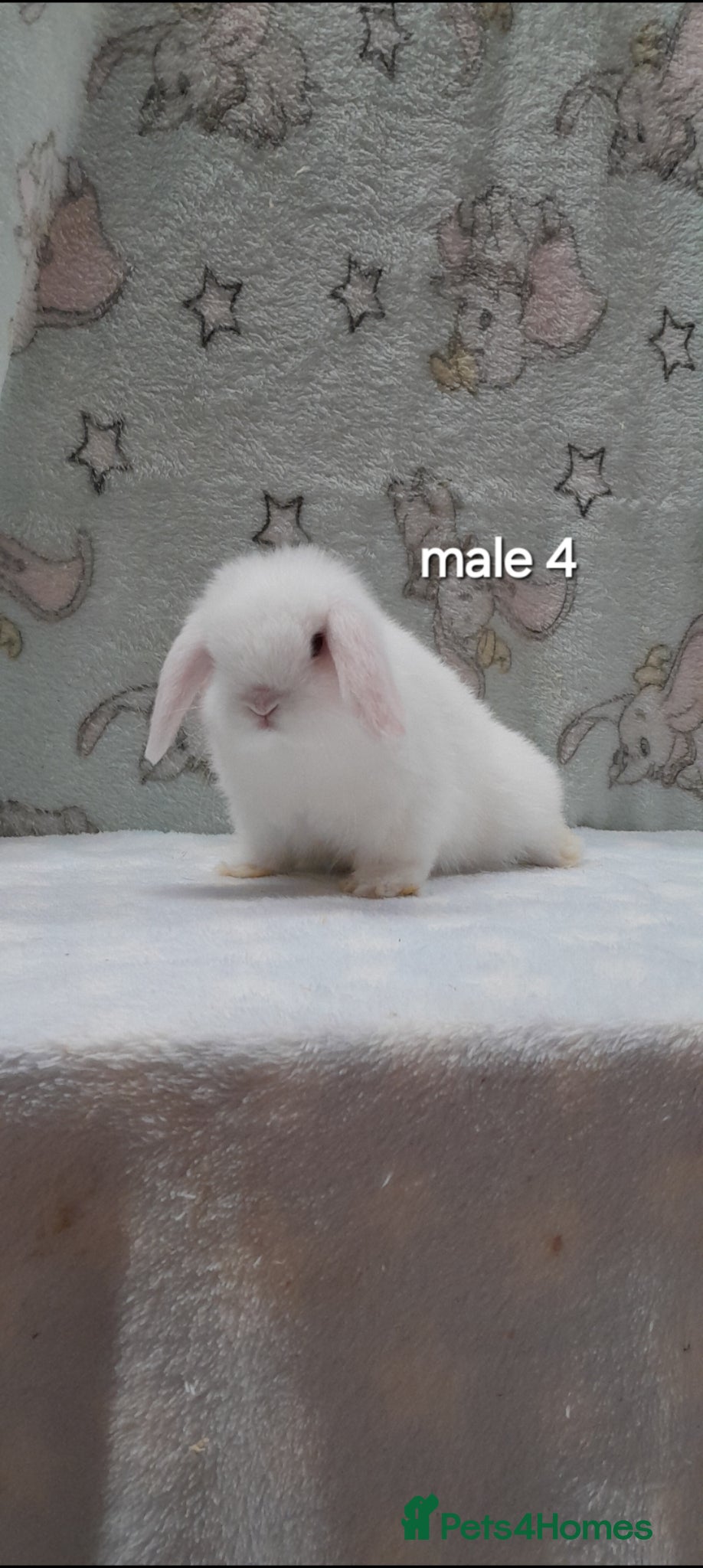 Mini Lop rabbits Superfriendly purebred mini lops - Advert 1
